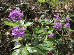 Cardamine pentaphyllos