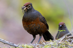 Black-Throated Huet-Huet photo 3