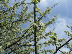 Pyrus spinosa