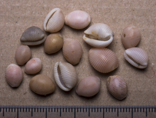 Northern Cowrie, Na h-Eileanan an Iar, UK, photo 9 of 10