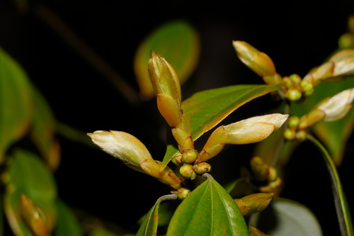 Lindera aggregata iNat (1)