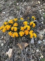 Lithospermum caroliniense