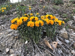 Lithospermum caroliniense