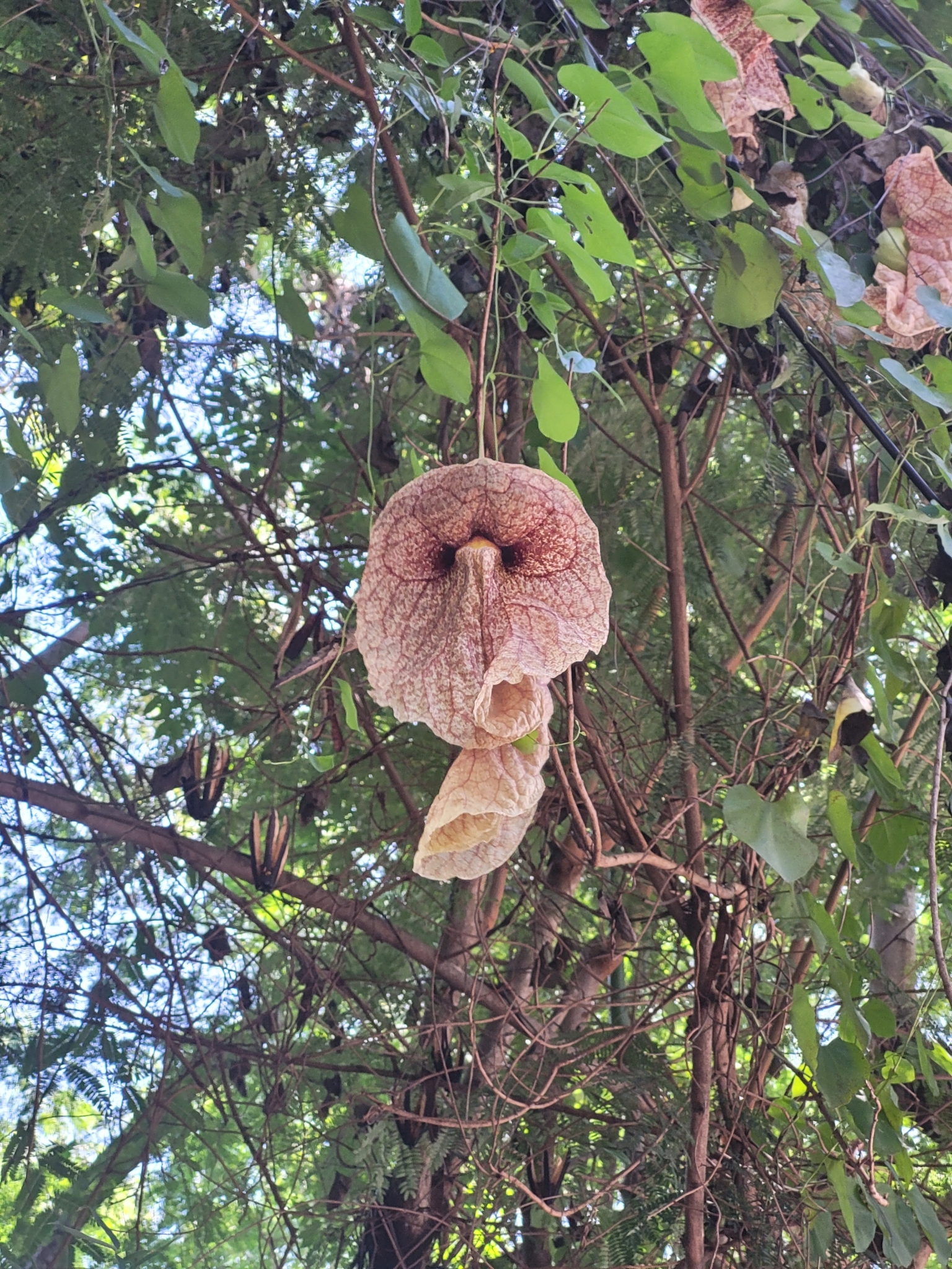 Imagem de Papo-de-peru