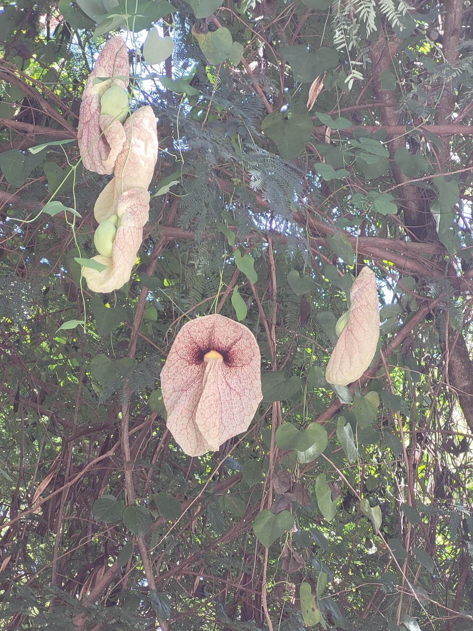 Imagem de Papo-de-peru