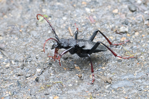 Prionacalus iphis