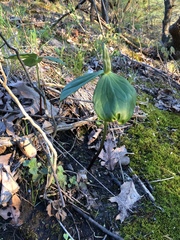 Trillium viride