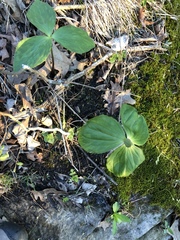 Trillium viride