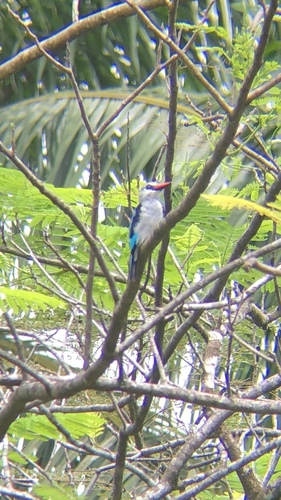 Woodland Kingfisher