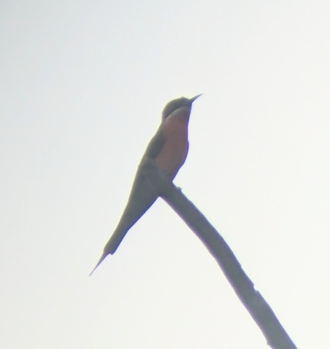 Rosy Bee-eater (Merops malimbicus), photo 4