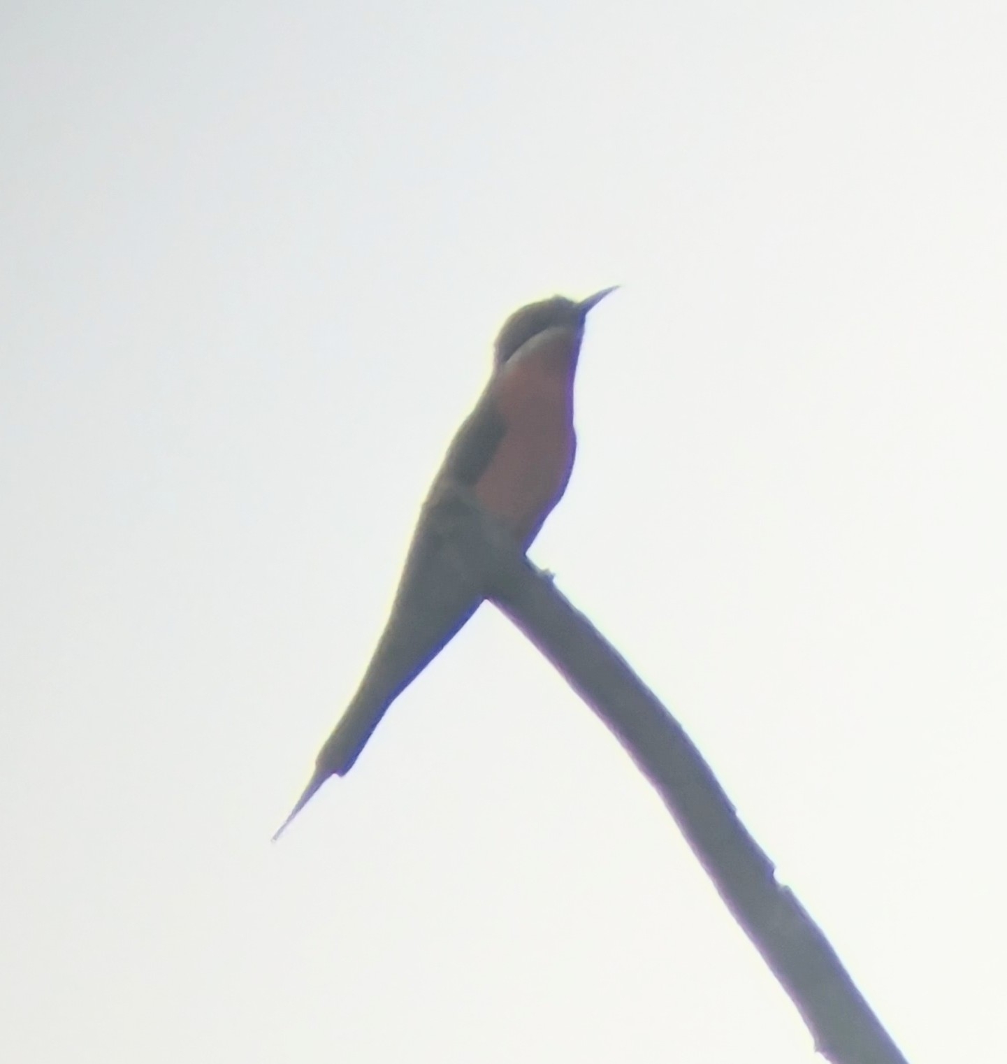 Rosy Bee-eater (Merops malimbicus), photo 7