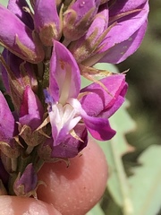 Indigofera cytisoides