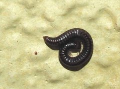 Anaulaciulus tonginus