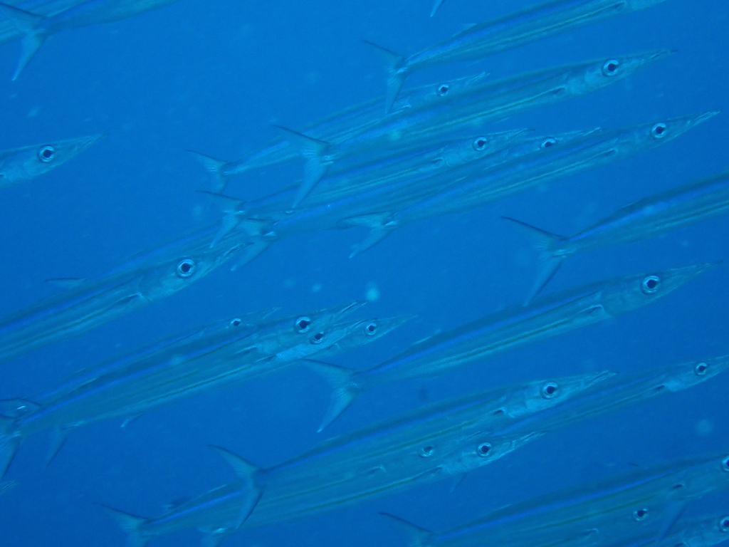 Yellow-striped barracuda