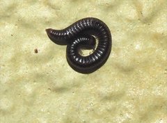 Anaulaciulus tonginus