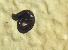 Anaulaciulus tonginus