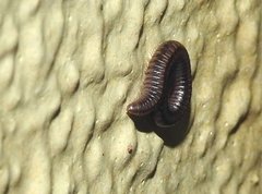 Anaulaciulus tonginus