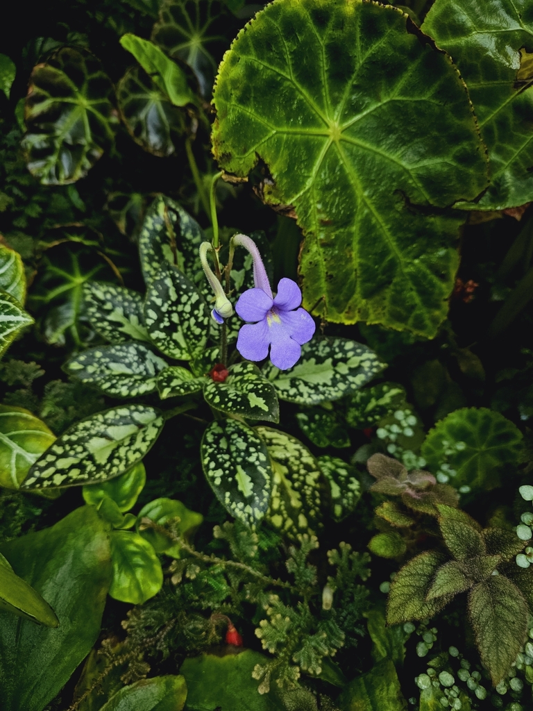 Michaelmoelleria vietnamensis (Michaelmoelleria vietnamensis)