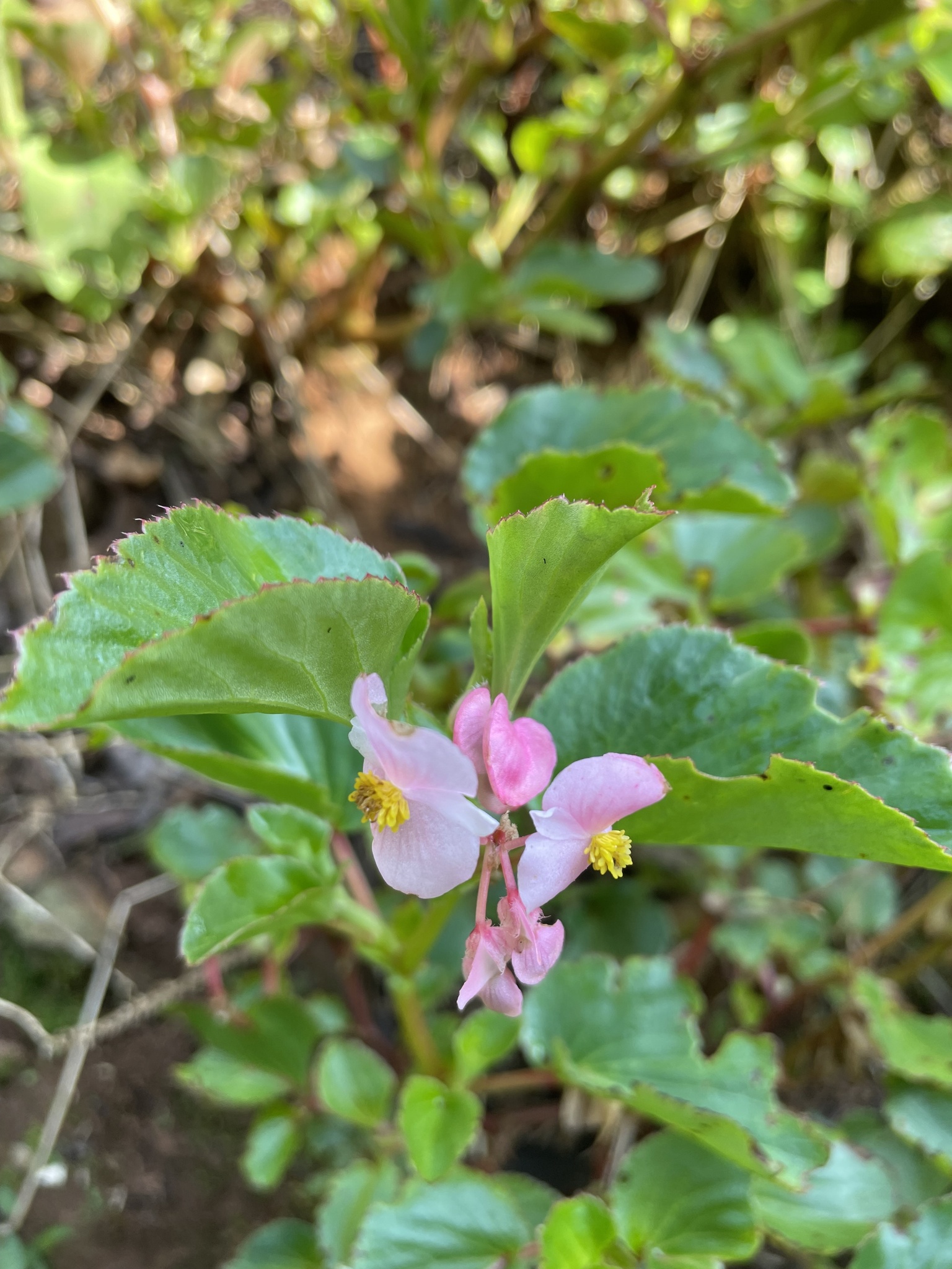 Begonia cucullata