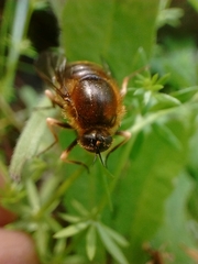 Acroceridae