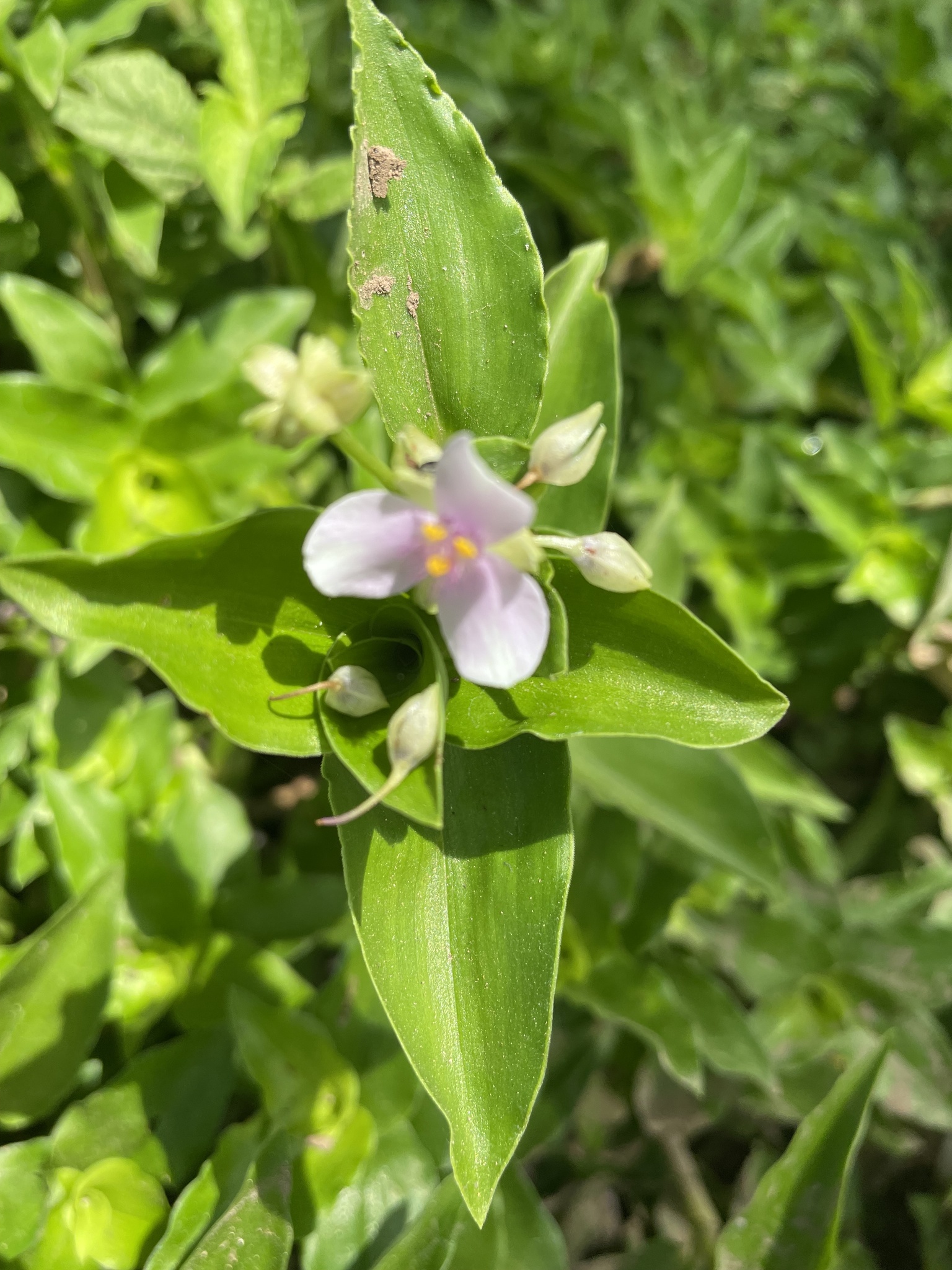 Tripogandra diuretica