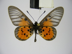 Acraea iturina