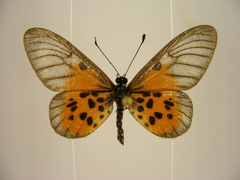 Acraea iturina