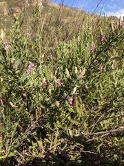 Indigofera cytisoides