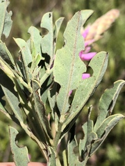 Indigofera cytisoides