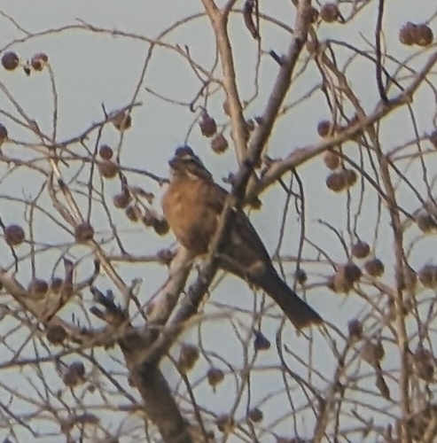 Gosling's Bunting (Emberiza goslingi), photo 3