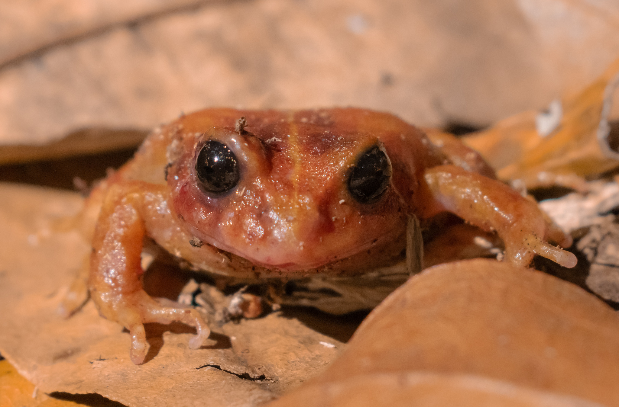 Eupsophus altor Nuñez, Rabanal & Formas, 2012