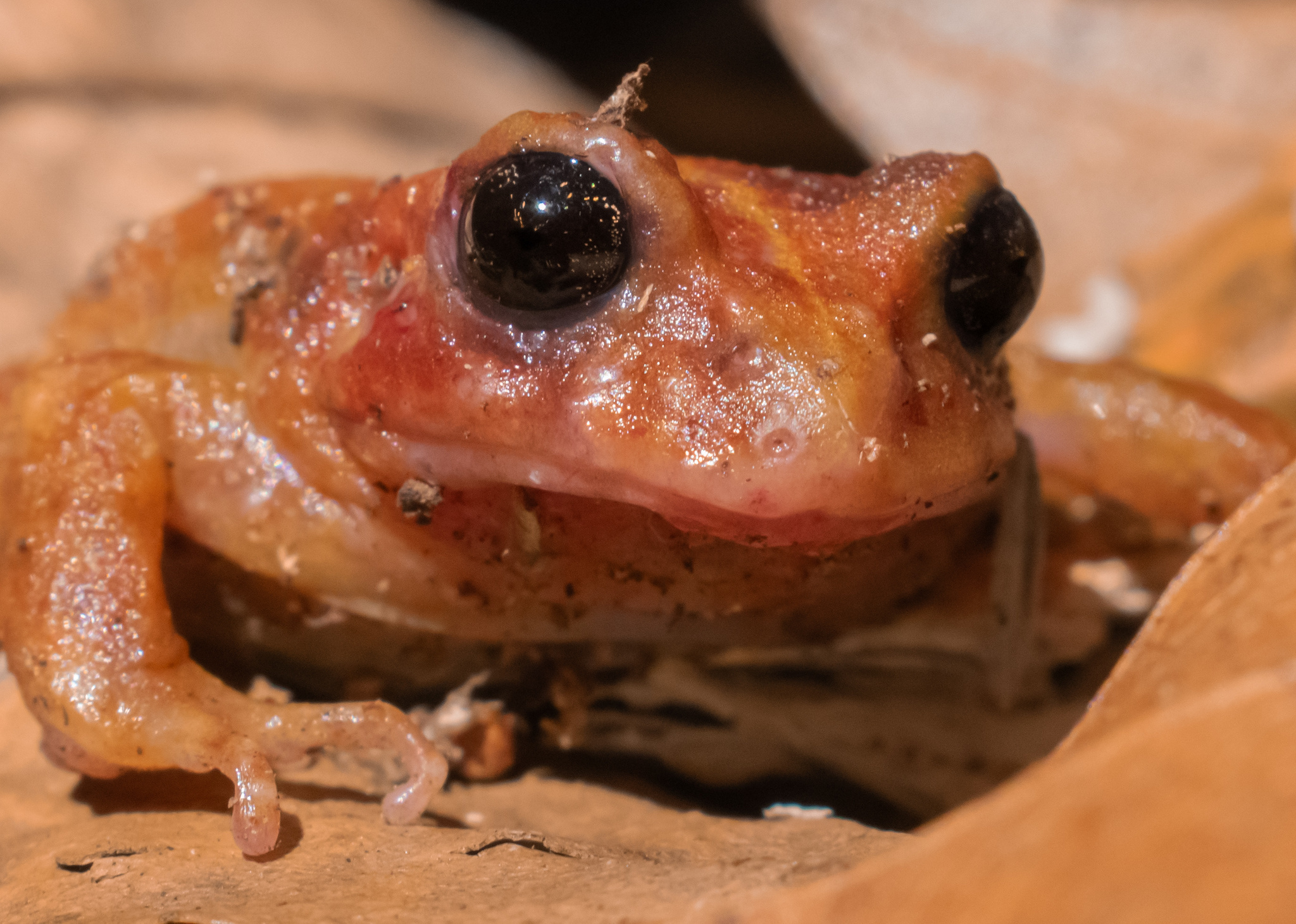 Eupsophus altor Nuñez, Rabanal & Formas, 2012