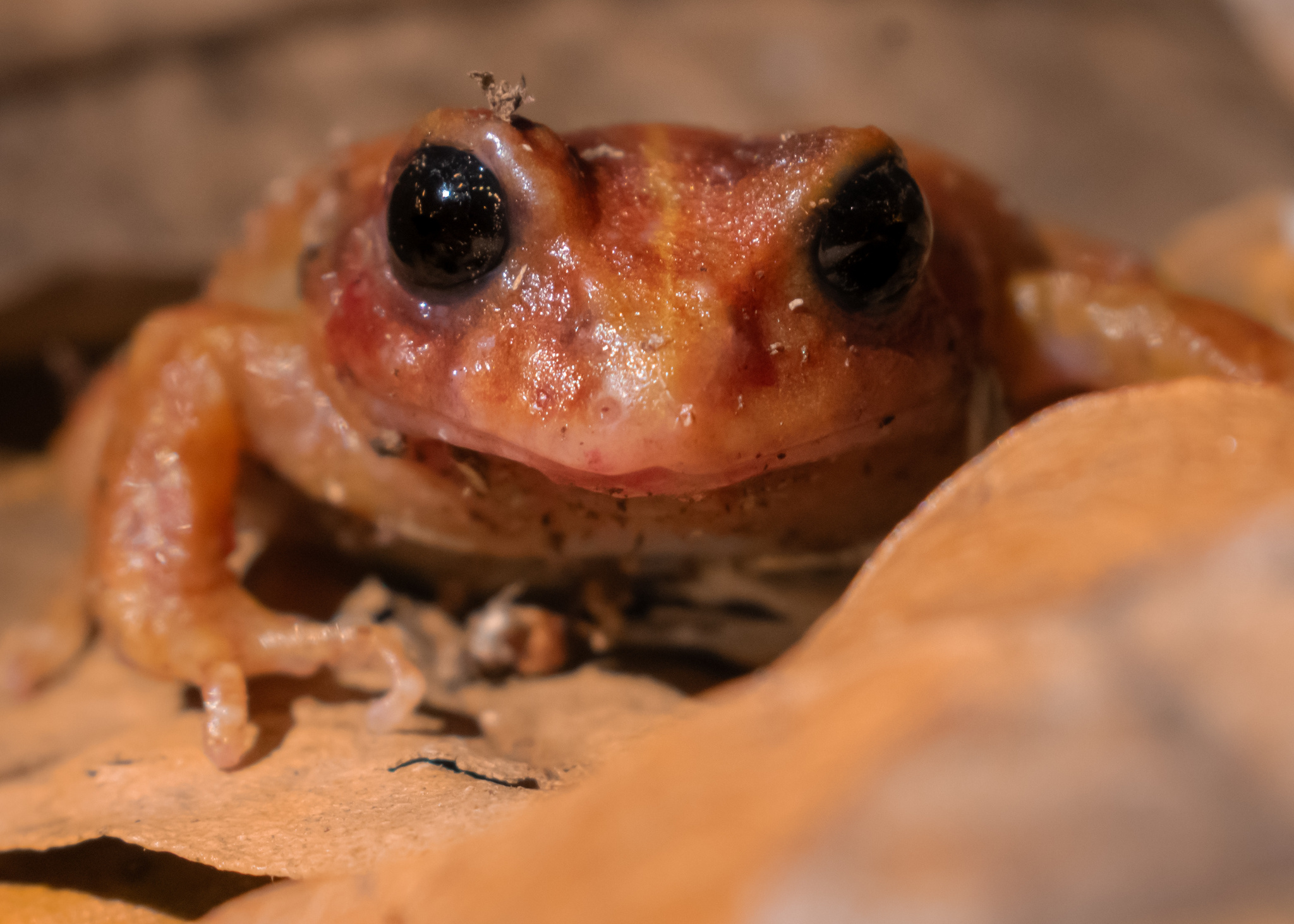 Eupsophus altor Nuñez, Rabanal & Formas, 2012