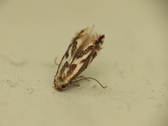 Phyllonorycter blancardella