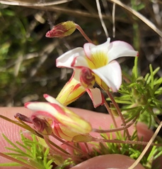 Oxalis tenuifolia