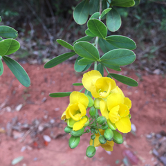Chamaecrista conferta