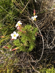 Oxalis tenuifolia