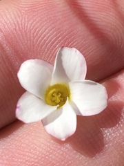 Oxalis tenuifolia