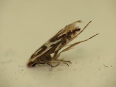 Phyllonorycter blancardella