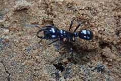 Plectroctena mandibularis