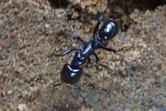 Plectroctena mandibularis