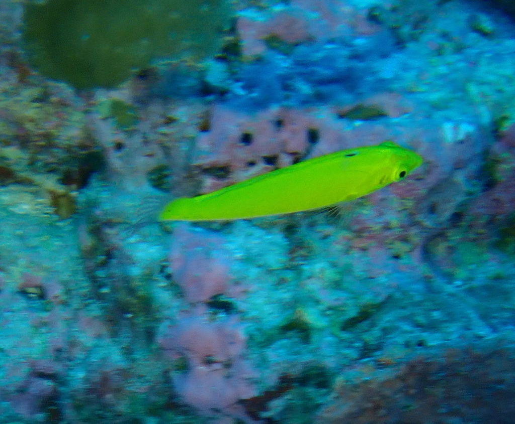 Canary Wrasse