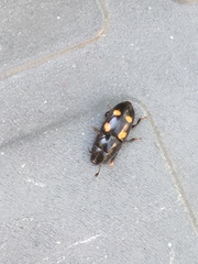 Glischrochilus hortensis