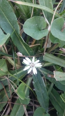 Chaptalia piloselloides