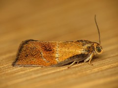 Ptycholoma lecheana