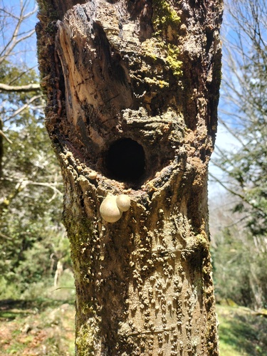 Lycogala flavofuscum