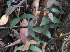 Trachelospermum jasminoides