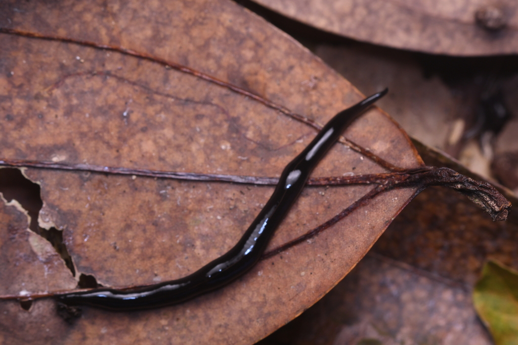 New Guinea Flatworm from Old Upper Thomson Rd, Singapore on February 25 ...