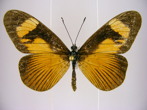 Jodutta Acraea