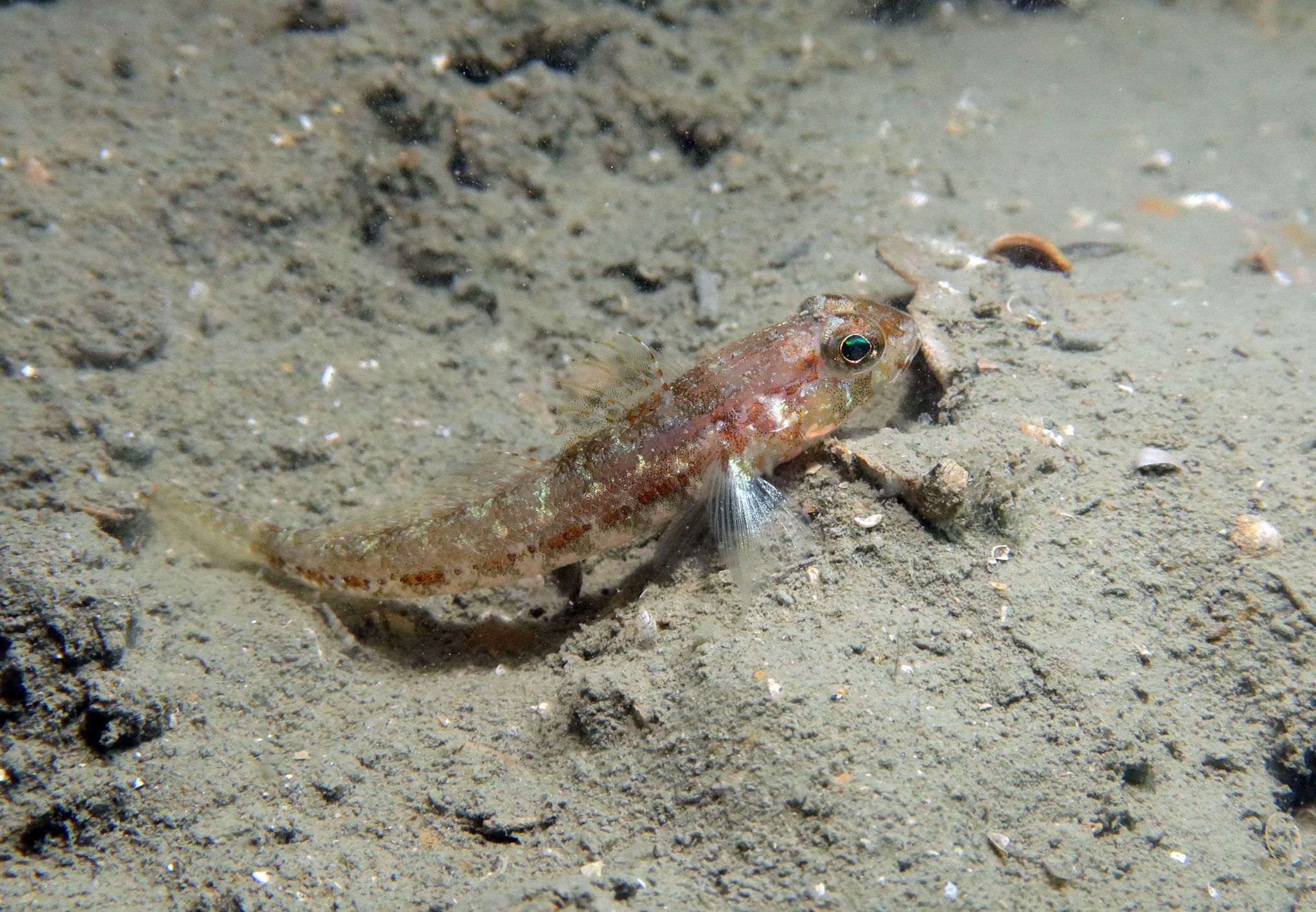 Kestrel Goby photo 4